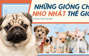 Điểm danh những giống chó "bé hạt tiêu" nhất thế giới