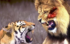 Những trận đấu 'lịch sử' giữa sư tử và hổ