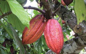 Cacao: Vị thuốc chống oxy hóa