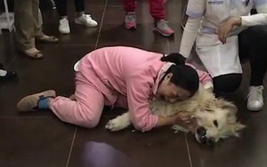Trung Quốc: Cô gái trẻ ôm chó gào khóc thảm thiết vì vừa đưa từ Mỹ về đã bị hàng xóm đánh bả chết