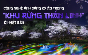 Vẻ đẹp kỳ ảo trong 'khu rừng thần linh' của Nhật Bản