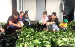 “Bí mật” khu bảo tồn trên 40 loài trà hoa vàng quý hiếm ở Việt Nam