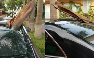Đỗ xe dưới gốc cây dừa, ô tô gặp phải tai họa ít ai ngờ đến!