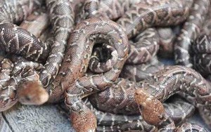Nhiều thú vị về loài rắn Cuba săn mồi theo bầy