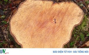 Điều tra vụ cưa trộm cây bạch tùng cổ thụ trong rừng