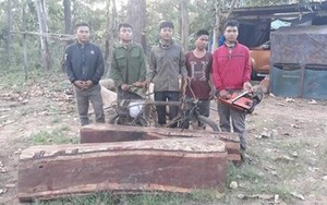 Túng thiếu, nhóm thanh niên vào vườn quốc gia Yok Đôn hạ sát gỗ giáng hương