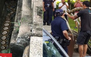 Trăn 2,5 m 'chén' cả con mèo no nê rồi 'nằm nghỉ' trong ống cống