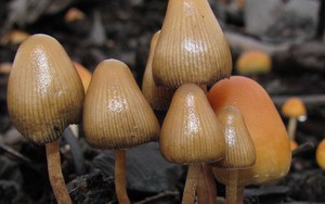 Nấm ma thuật thành thuốc trị bệnh đột phá?