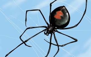 Kỳ lạ loài nhện 'góa phụ đen' có sợi tơ cứng như 'thép'