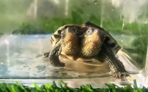 Video gây sốc về rùa 2 đầu đột biến gen cực hiếm
