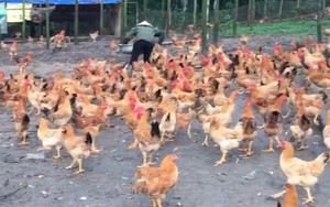 Sau khi tốt nghiệp dược sĩ, cô gái bỏ thành phố về quê chăn gà, có người ước ao: Cuộc sống trong mơ là đây!