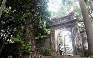 Đề nghị bán đấu giá công khai cây sưa 100 tỷ đồng ở Hà Nội