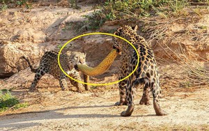 Cùng ngậm xác anaconda dài 4,8m qua sông, khi lên bờ báo con có hành động "trở mặt"