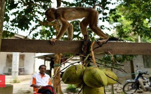 Khỉ hái dừa, ném chết bà lão 72 tuổi