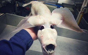 Những sinh vật kì dị nhất từng được bắt lên từ đáy biển, ai yếu tim quá không nên xem