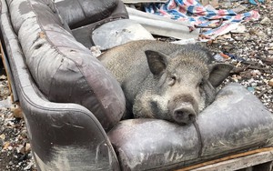 Ăn no rồi leo lên sofa ngủ, chú heo trở thành "nhân vật" gây chú ý nhất trên mạng xã hội