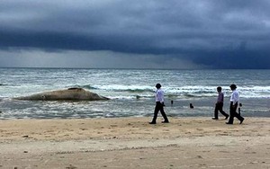 “Cá Ông” khoảng 10 tấn dạt vào bờ biển Quảng Trị