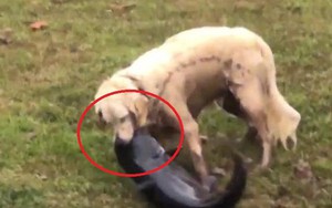 Chó tung đòn thần tốc, bắt gọn cá trê khủng trong chớp mắt