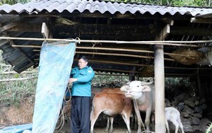 Bắc Bộ duy trì rét đậm rét hại, vùng núi có nơi dưới 8 độ C