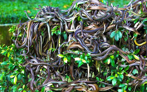"Địa ngục sống" trên Trái Đất: Nơi 4000 con rắn độc xâm chiếm đảo hoang