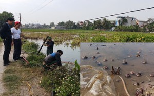 Vụ tràn 4.000 lít dầu: Tôm cá chết hàng loạt, cơ quan chức năng thâu đêm thu gom dầu