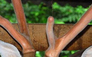 Ai không nên sử dụng nhung hươu?