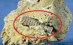 Phát hiện hóa thạch kỳ lạ 300 triệu năm tuổi: Vì sao nhà khảo cổ lại thất vọng?