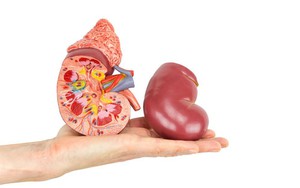 Người làm tốt 3 việc này hiếm khi "đánh rơi" quả thận của mình: Bạn có muốn giữ thận khỏe?