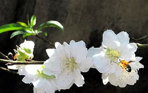 Bất ngờ đào tuyết nở hoa ở Tây Nguyên