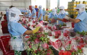 Xuất khẩu rau quả ước đạt 321 triệu USD