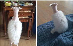 Chú chó trắng và bộ lông gây ồn ào trên mạng xã hội