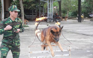 Biệt đội chó đặc nhiệm và chuyện chưa kể về "vật thể lạ" khi đón Tổng thống Trump