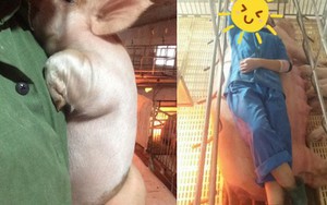 Tâm sự của nữ sinh thú y không biết đến không khí ngày Tết bởi đang "miệt mài" chăm lợn ăn, lợn đẻ