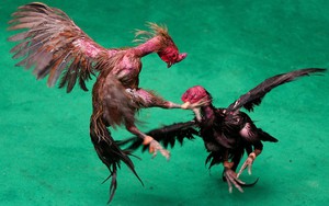 24h qua ảnh: Cuộc thi chọi gà triệu đô ở Thái Lan