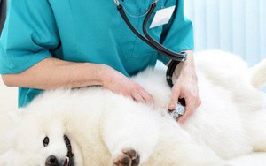 Dịch vụ chăm sóc thú cưng "hot" ngày cận Tết