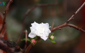 Chiêm ngưỡng vườn "Nhất chi mai" giữa Thủ đô Hà Nội