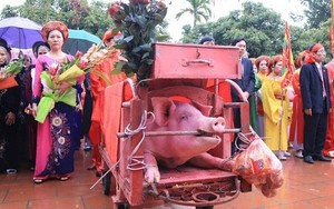 Hàng nghìn người dân kéo đến xem lễ chém lợn ở Ném Thượng, hai "ông ỉ" bắt đầu được đưa ra sân đình