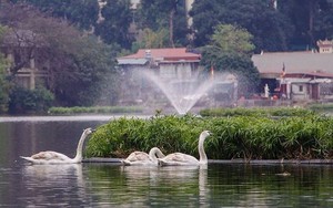 Thiên nga được bảo vệ ra sao ở hồ Thiền Quang dịp Tết?