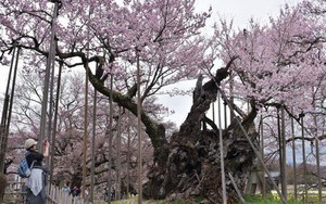 Xem tận mắt cây anh đào được chính phủ Nhật xếp vào hàng báu vật quốc gia