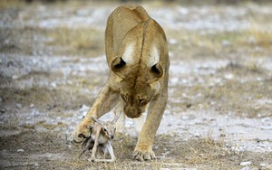 24h qua ảnh: Sư tử cái chăm sóc linh dương sơ sinh như con đẻ