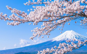 Sakura - loài hoa "chứng nhân lịch sử" cho Nhật Bản trong suốt hàng thế kỷ