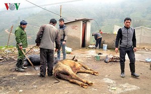 Hơn 600 con gia súc ở Yên Bái bị chết rét