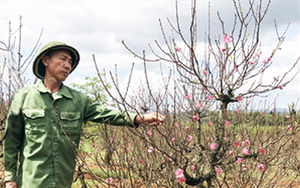 Vua đào Nhật Tân trên cao nguyên