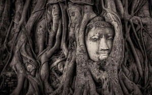 Bức tượng Phật 700 năm bị rễ cây nuốt chửng hé lộ sự tương đồng với nghệ thuật điêu khắc nổi tiếng nhất châu Âu