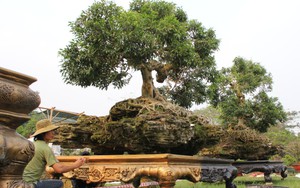 2 cây sanh dáng “Thần Kim Quy” giá 4 tỷ không bán ở Sài Gòn