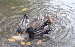 Bất ngờ xuất hiện “đàn vịt trời” tại hồ Gươm