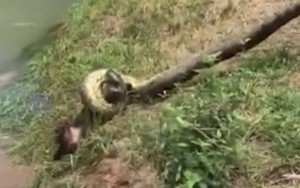 Video: Dại dột nô đùa với trăn khổng lồ, chú chó suýt trở thành mồi ngon