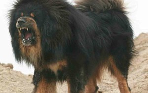 Bi kịch của Ngao Tây Tạng - từ "thần khuyển" triệu đô thành những con thú bị ruồng bỏ