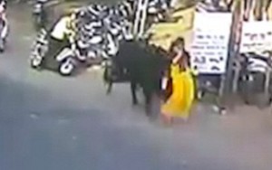Đang đi bộ trên phố, người phụ nữ bất ngờ bị bò húc lên cao 3m