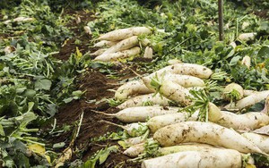 Nông dân nhổ bỏ, người tiêu dùng vẫn phải mua rau củ đắt 10 lần